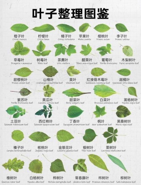 树叶种类有哪些_树叶图片大全怎么找