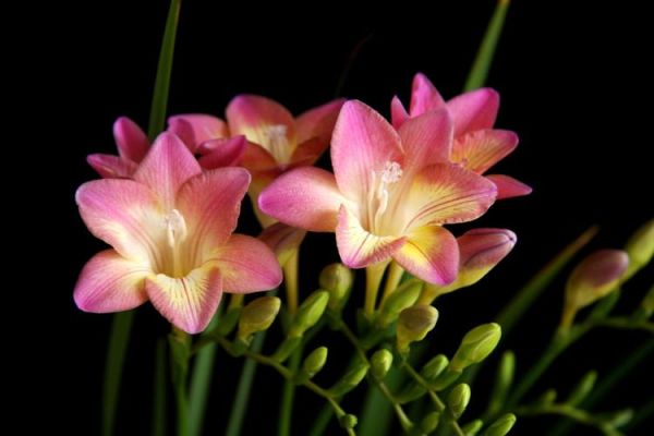 花儿图片大全_如何拍摄高清花卉特写