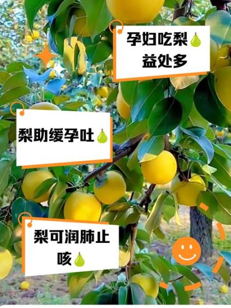 梦到摘梨吃是什么意思_孕妇梦见摘梨吃好吗