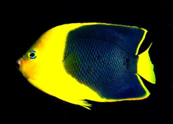 梦到吃鱼是什么意思_周公解梦吃鱼预兆