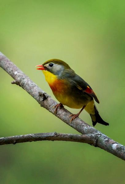 红嘴鸟图片大全_红嘴鸟长什么样