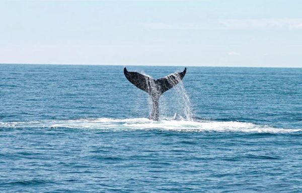 梦到鲸鱼是什么意思_鲸鱼梦境解析