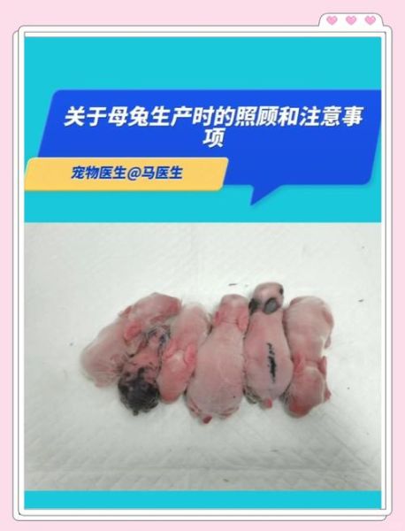 孕妇梦到小白兔是什么意思_胎梦预示男女准吗