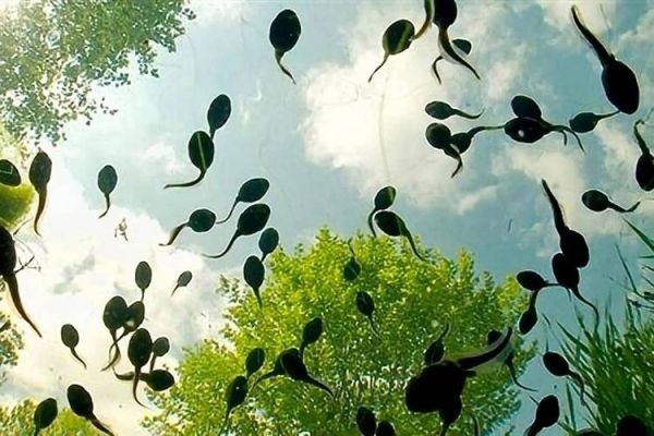 小蝌蚪图片大全_小蝌蚪长什么样