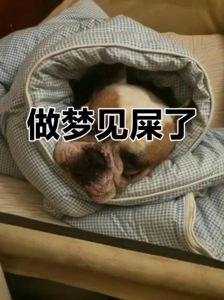 梦见拉很多屎是什么意思_梦到拉屎代表什么