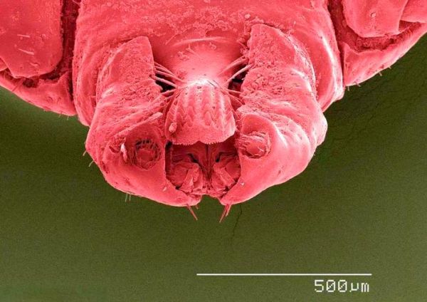 蜱虫长什么样子_蜱虫图片大全怎么辨别