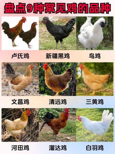 鸡图片大全哪里找_鸡品种图片怎么分辨