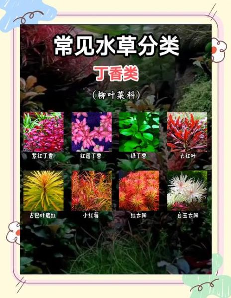 水草图片大全_如何挑选水草品种