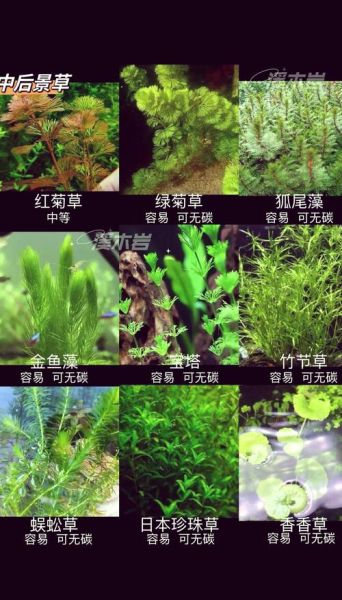 水草图片大全_如何挑选水草品种