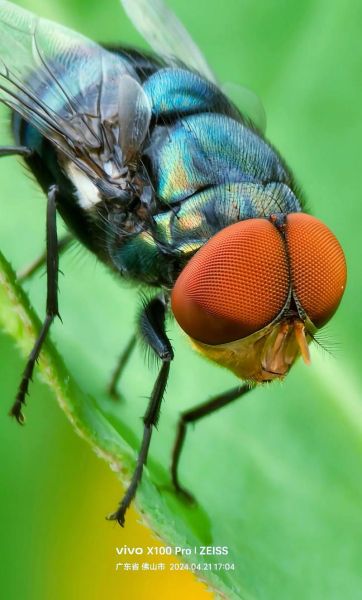 苍蝇图片大全_苍蝇高清图鉴怎么找