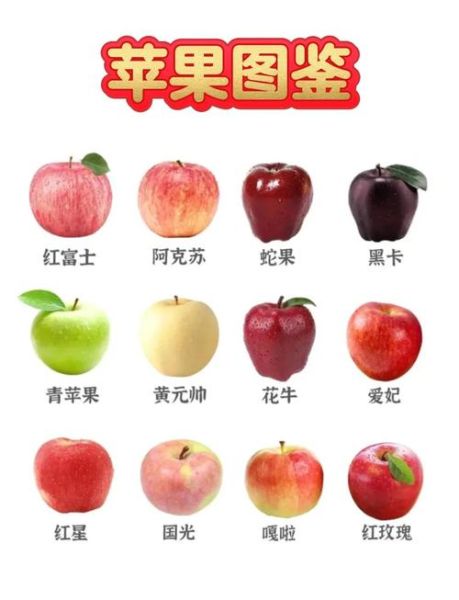 苹果图片大全_苹果品种图片怎么区分