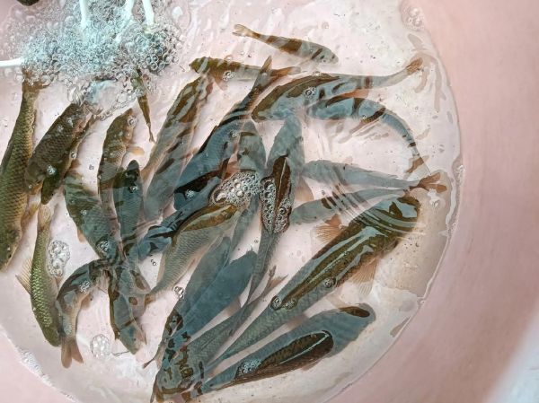 梦到卖鱼是什么意思_梦见卖鱼预示什么