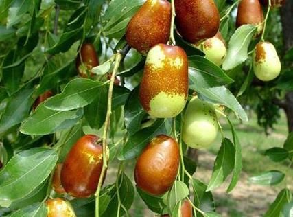 梦到枣子是什么意思_孕妇梦见红枣生男生女