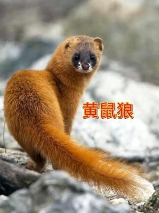 黄鼠狼图片大全_黄鼠狼长什么样