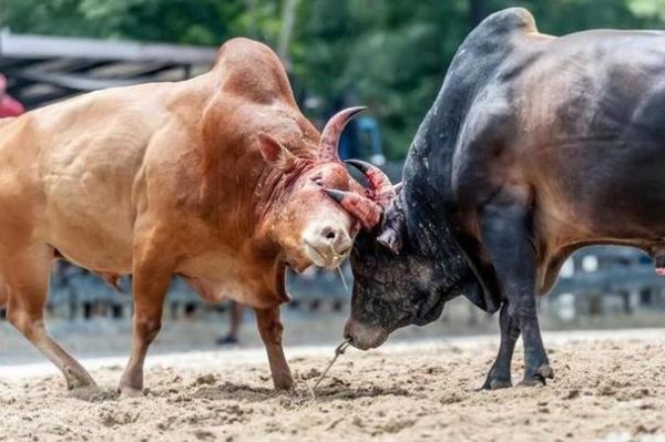 梦到两头牛是什么意思_梦见两头牛代表什么