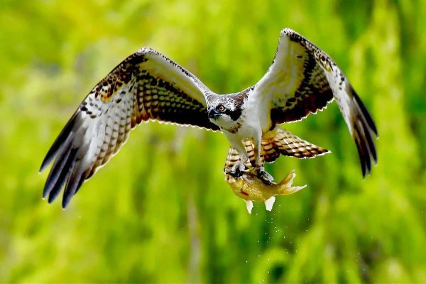 动物世界图片大全大图_高清动物壁纸哪里找