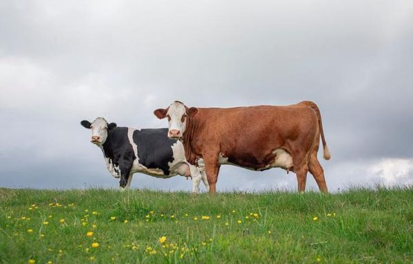 梦到两头牛是什么意思_梦见两头牛代表什么