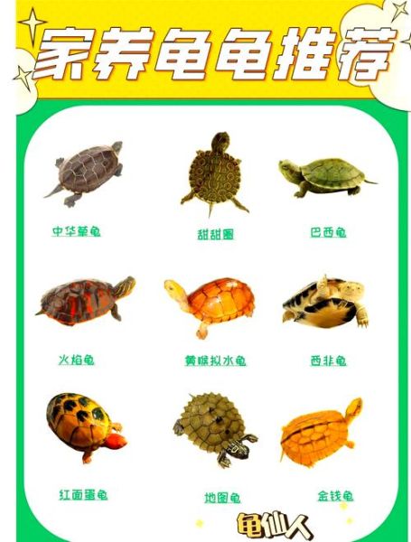 各种龟图片大全大图_高清龟类图鉴哪里找