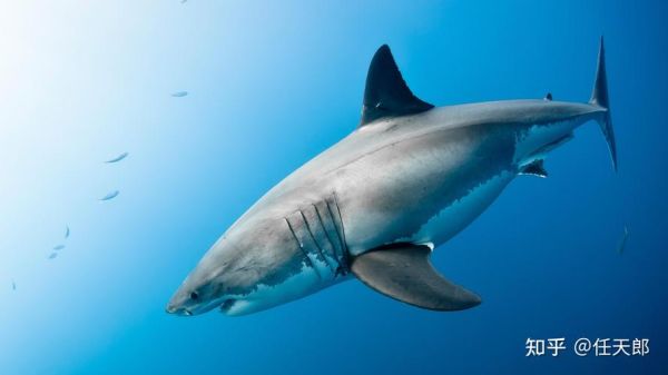鲨鱼图片大全大图_高清壁纸哪里下载