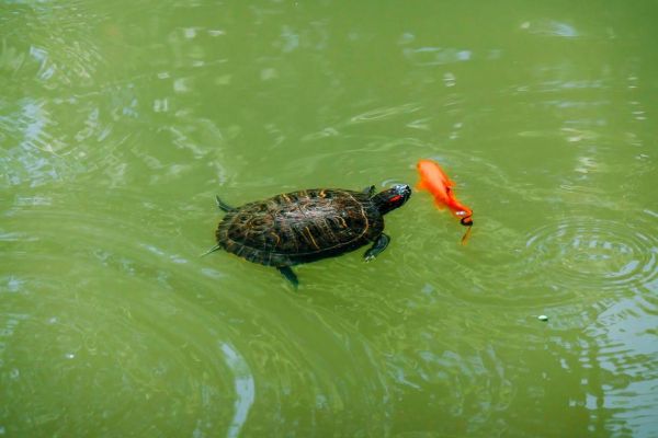 梦到钓鱼钓到乌龟_周公解梦准不准