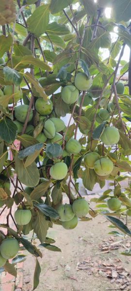 柿子树图片大全_柿子树品种有哪些