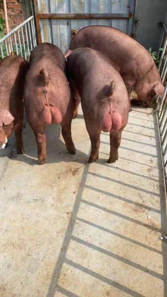 母猪图片大全_母猪品种有哪些