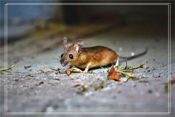 梦到雕是什么意思_梦见雕的吉凶预兆