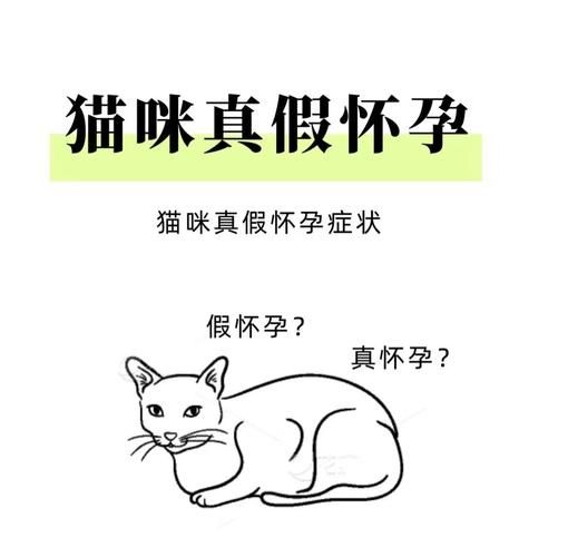 梦到怀孕的猫是什么意思_怀孕猫梦境解析