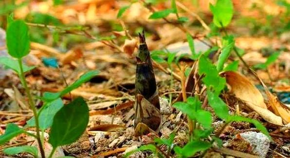 梦到笋是什么意思_梦见竹笋好不好