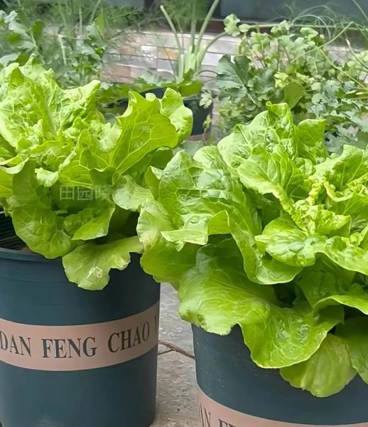 生菜图片大全大图_如何挑选新鲜生菜