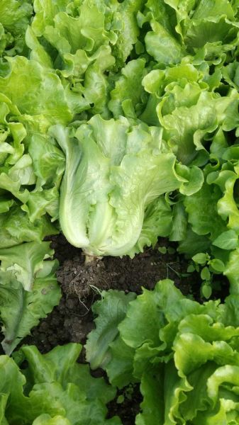 生菜图片大全大图_如何挑选新鲜生菜