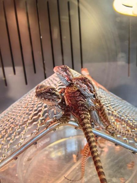 大蜥蜴图片大全_如何分辨不同品种