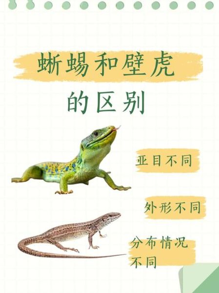 大蜥蜴图片大全_如何分辨不同品种