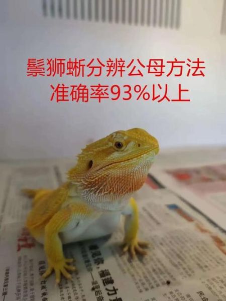 大蜥蜴图片大全_如何分辨不同品种