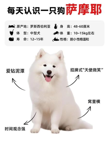 萨摩耶图片大全_萨摩耶幼犬怎么分辨纯种