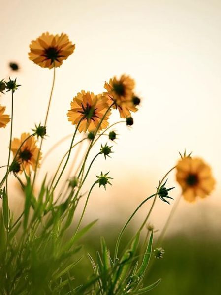 黄花图片大全_如何拍摄出高级感