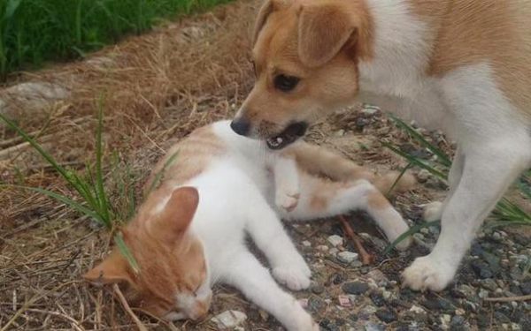 梦到狗猫是什么意思_梦到狗猫代表什么