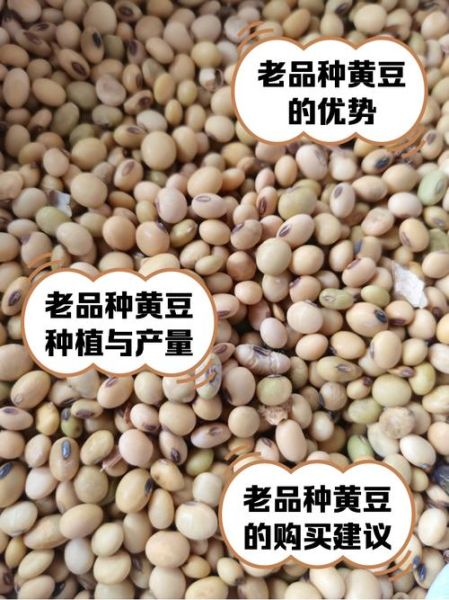 大豆图片大全_如何识别不同品种