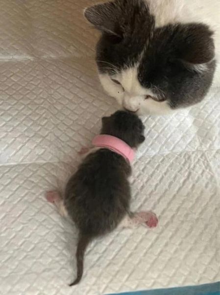 蓝宝宝是什么_蓝宝宝怎么养