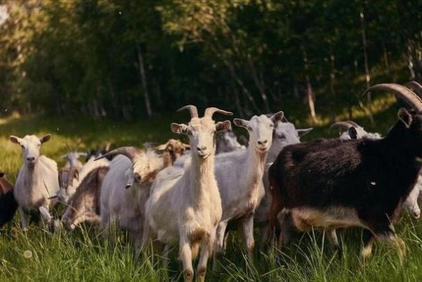 梦到牛羊是什么意思_梦见牛羊代表什么