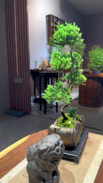 松树盆景图片大全欣赏_如何挑选精品松树盆景