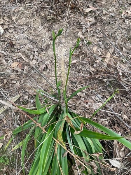 野生兰花图片大全大图_如何辨别野生兰花品种