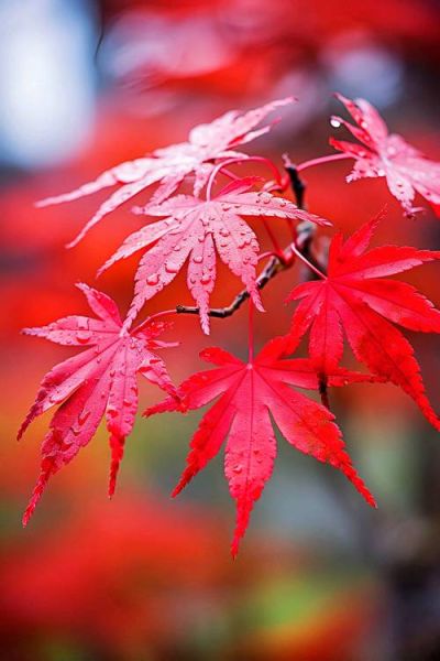 枫叶图片大全高清_枫叶图片怎么拍才好看