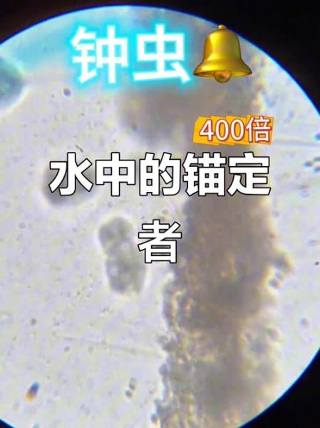 钟虫宝宝是什么_钟虫宝宝怎么养