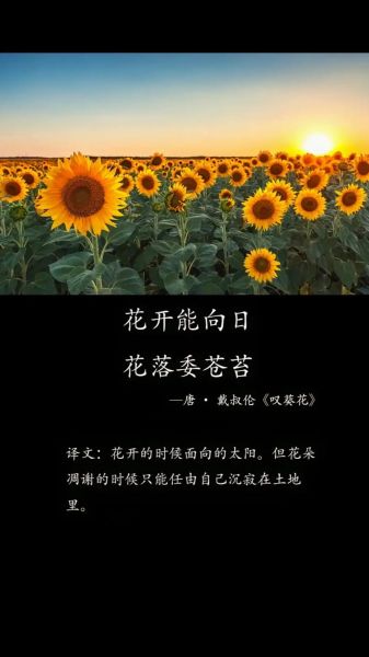梦到向日葵是什么意思_梦到向日葵预示什么