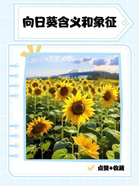 梦到向日葵是什么意思_梦到向日葵预示什么