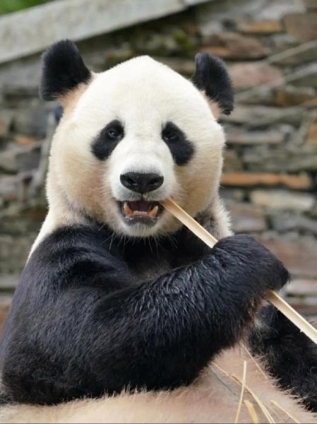 熊猫图片大全_如何挑选高清熊猫照片