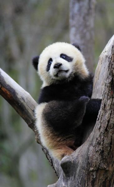 熊猫图片大全_如何挑选高清熊猫照片