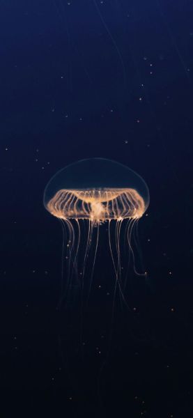 水母图片大全大图_高清壁纸哪里下载