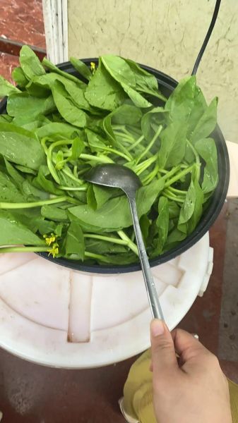 梦到吃菜是什么意思_梦见吃青菜好不好